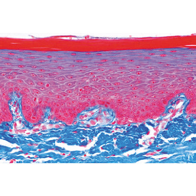 3B Human Histology Large Set II Micr. slides/ set of 50