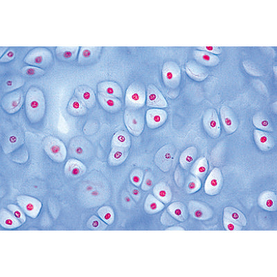 3B Tissues Micr. Slides/ Set of 15