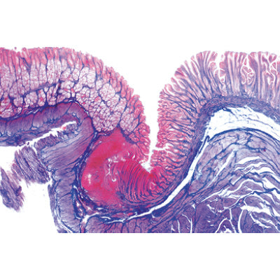 3B Digestive System Microscope Slides-Set of 11