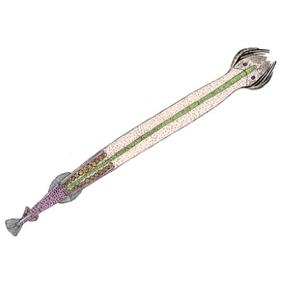 3B Invertebrata Supplement Set Micr. Slides/ Set of 50