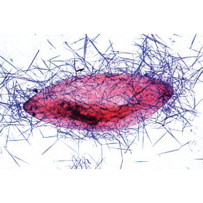 3B The Paramaecium Micr. Slides/ Set of 8