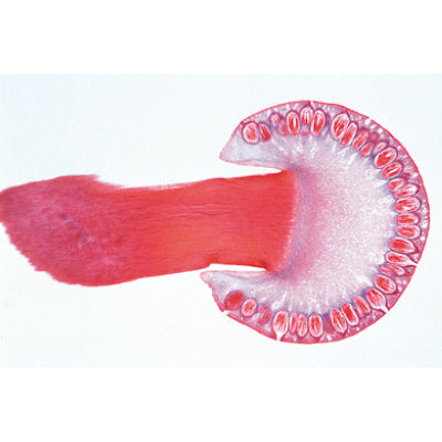 3B Cryptogamae Elementary Set English