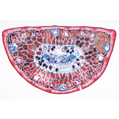 3B Phanerogamae Elementary Set  English