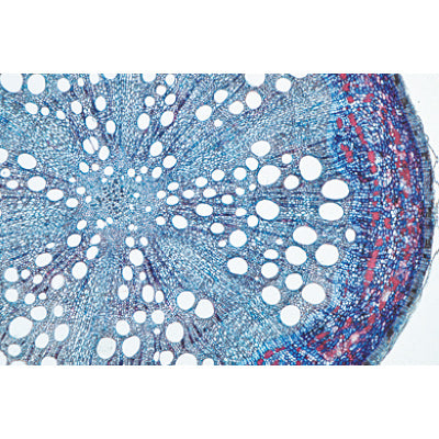 3B Phanerogamae Supplementary Set