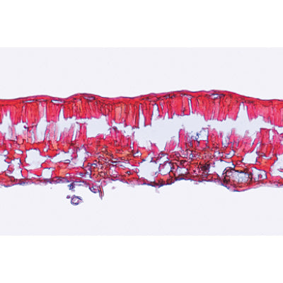 3B The Wood Our Enviroment I Microscope Slides/ Set of 20