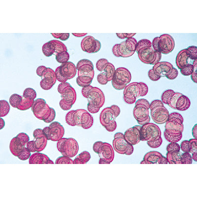 3B Air Pollution Our Environm. I Microscope Slides/ Set of 15