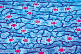 3B General Biology 50 Slides School Set B