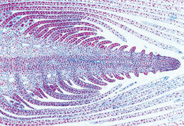 3B General Biology 50 Slides School Set C