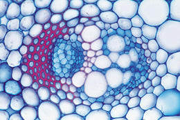 3B General Biology 50 Slides School Set D