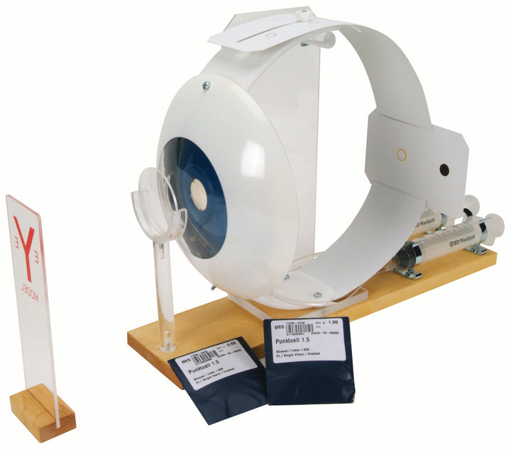 Functional Eye Model 3B Scientific Human Anatomy Models | Holt Anatomical