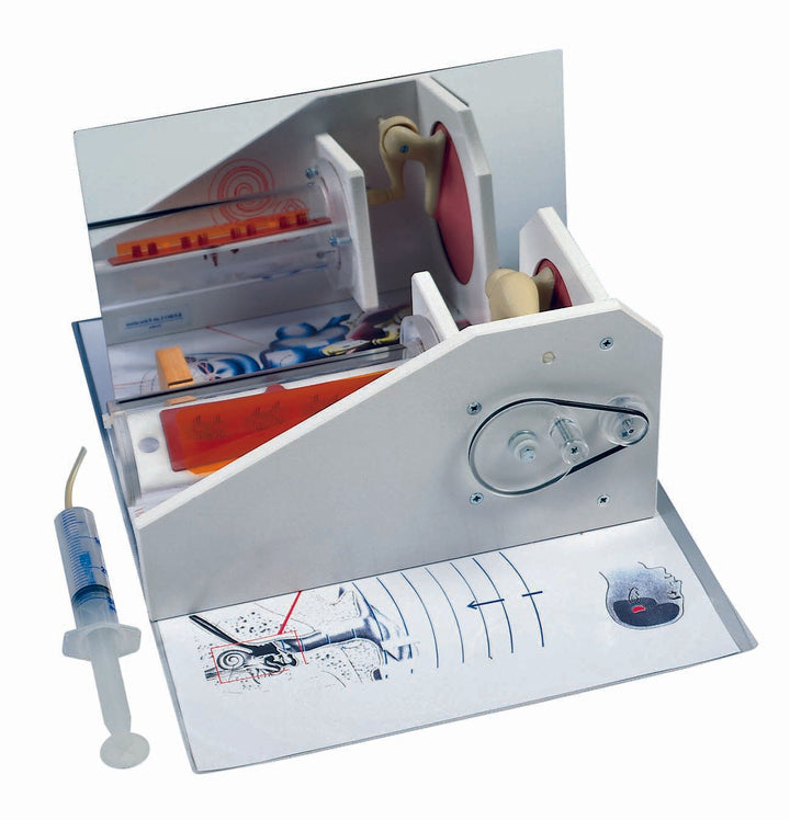 3B Functional Ear Model