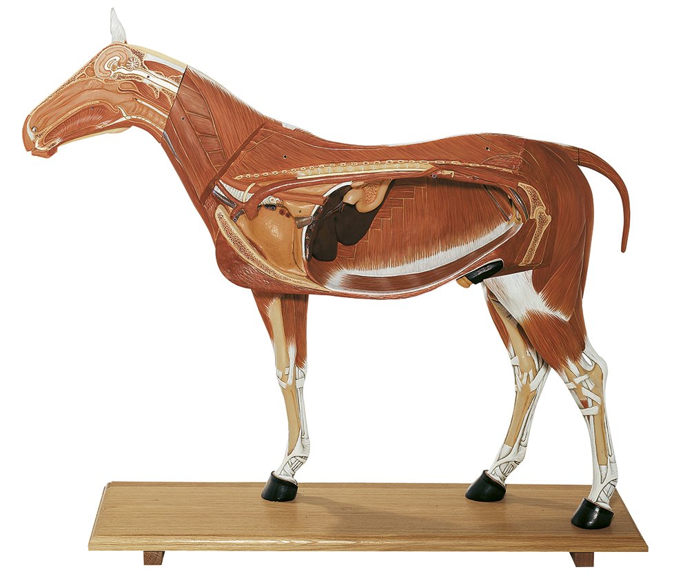 Somso Horse Model - 1-3 of the Natural Size - 14 Parts Zo 28