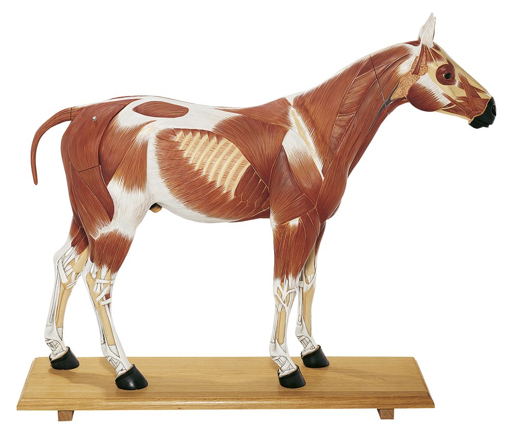 Somso Horse Model - 1-3 of the Natural Size - 14 Parts Zo 28