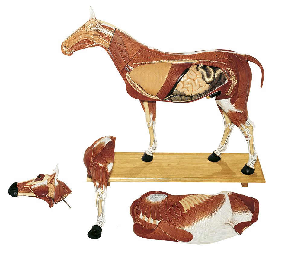 Somso Horse Model - 1-3 of the Natural Size - 14 Parts Zo 28