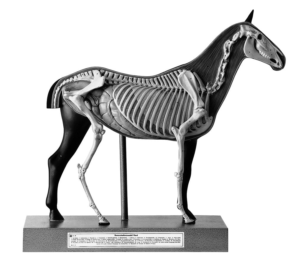 Somso Horse Model, 1-4 Natural Size - 3 Parts Zo 29