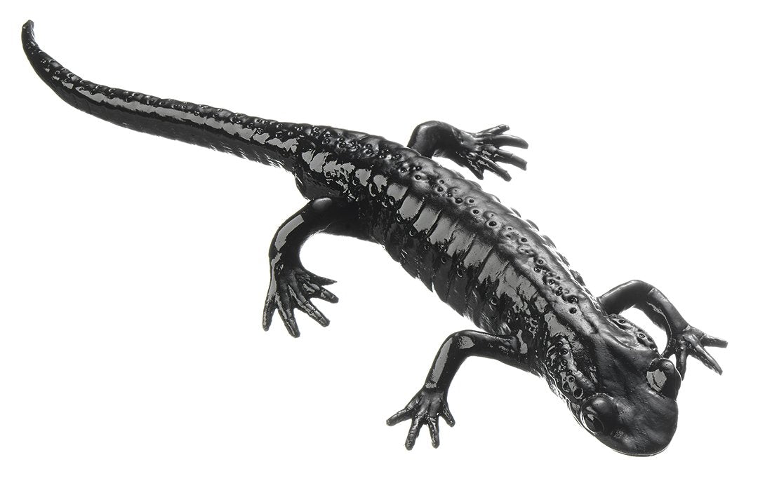SOMSO Alpine Salamander, Male