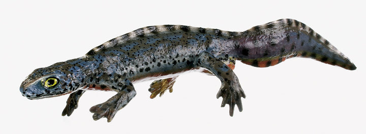 SOMSO Alpine Newt, Pair