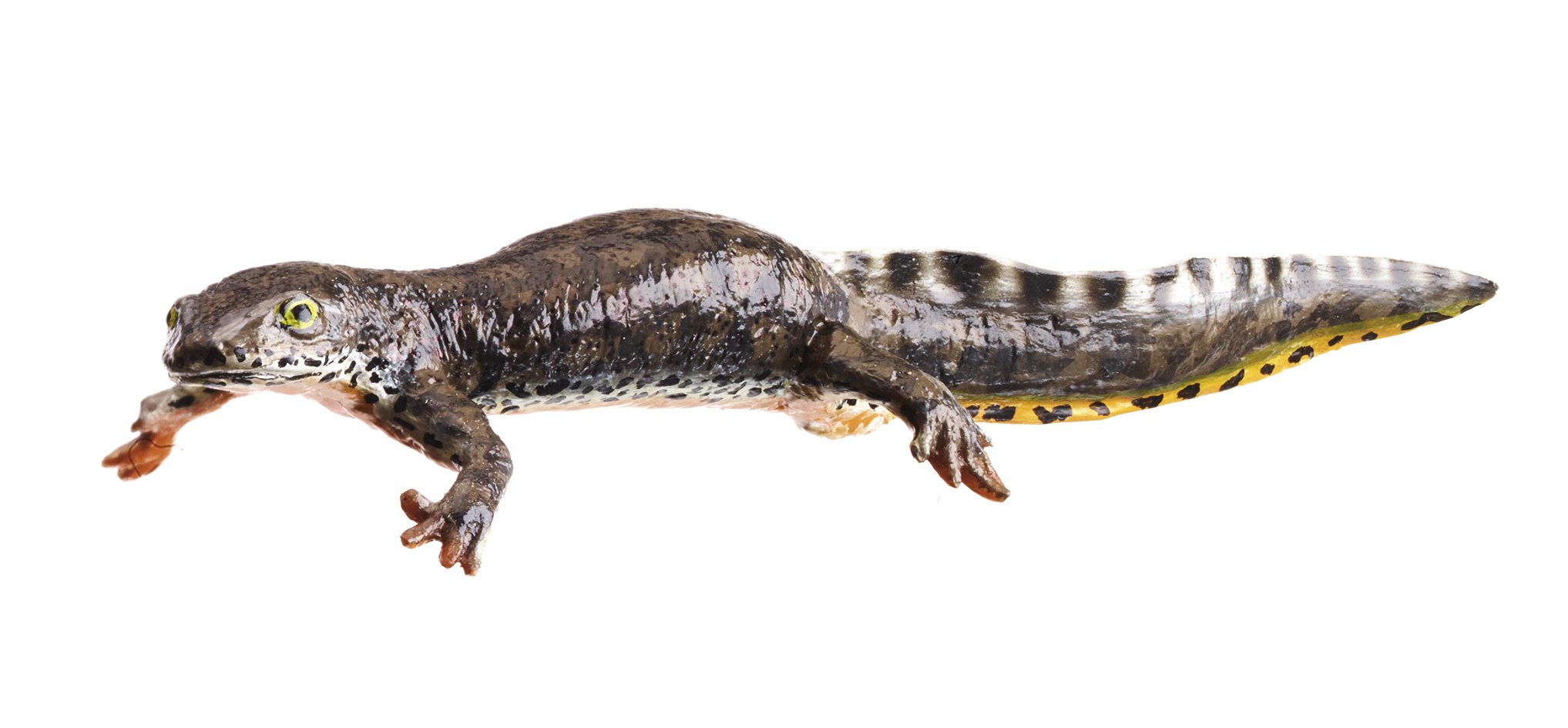 SOMSO Alpine Newt, Pair