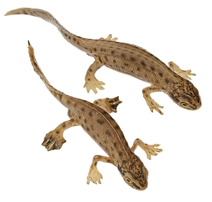 SOMSO Palmate Newt, Pair