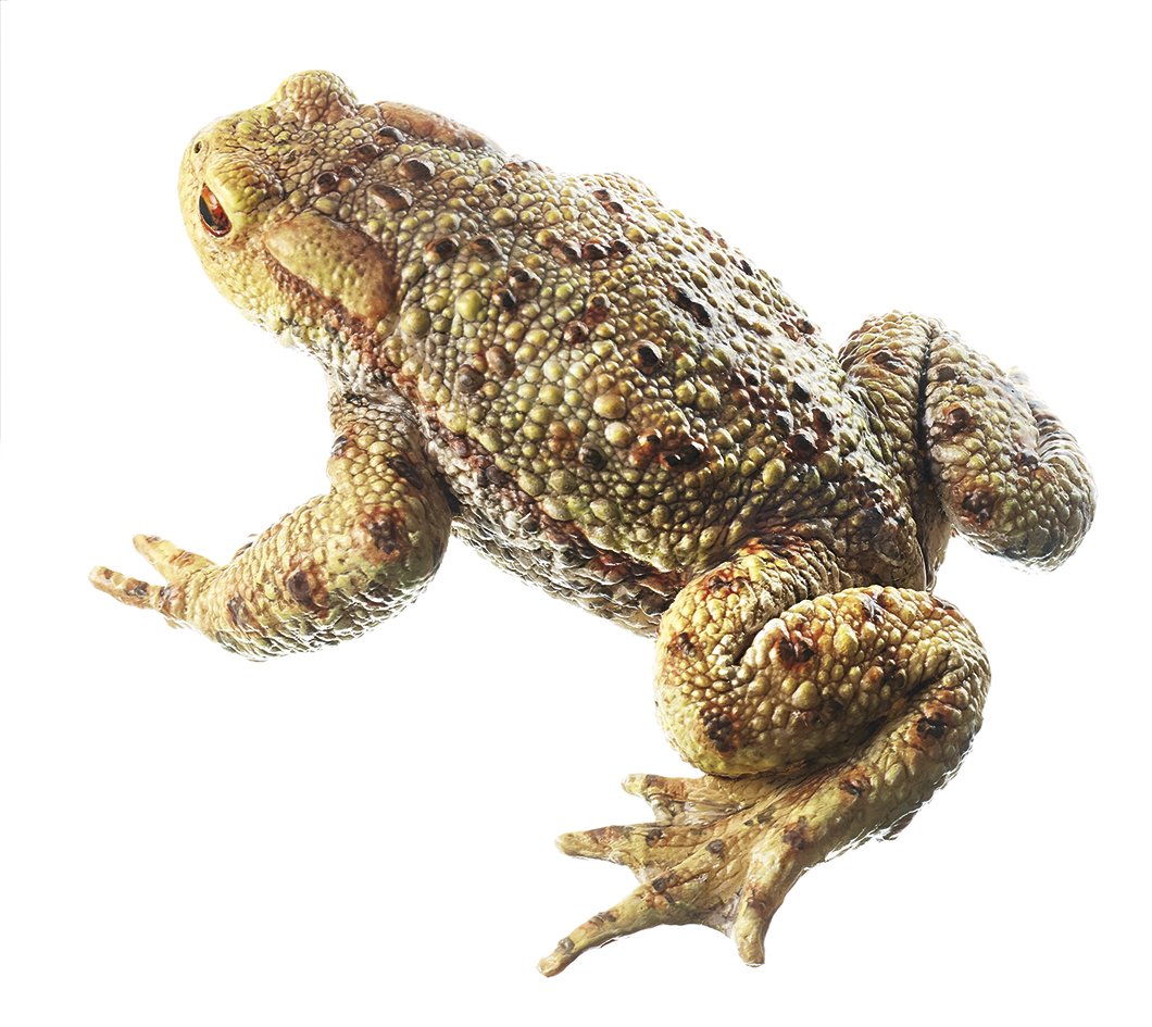 SOMSO Common Toad, Male