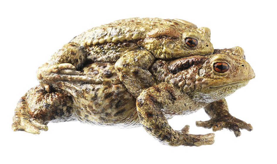 SOMSO Common Toad, Bufo bufo - pair in amplexus