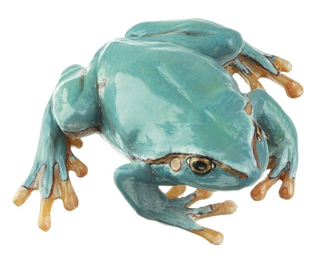SOMSO Common Tree Frog, seldom light blue variety, Female