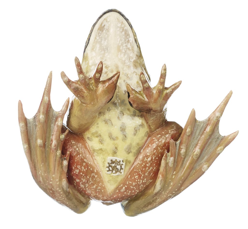 SOMSO Common Frog, Male