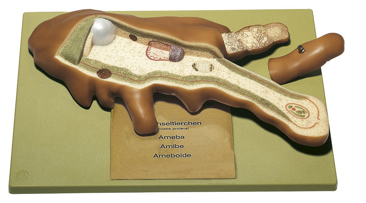 SOMSO Model of a Single Cell Changing Animalcule
