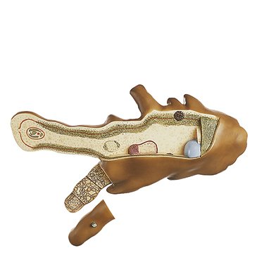 SOMSO Model of a Single Cell Changing Animalcule