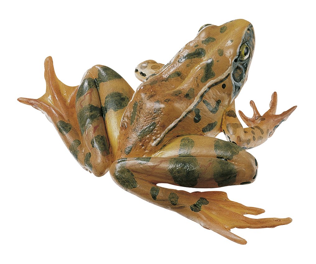 SOMSO Agile Frog