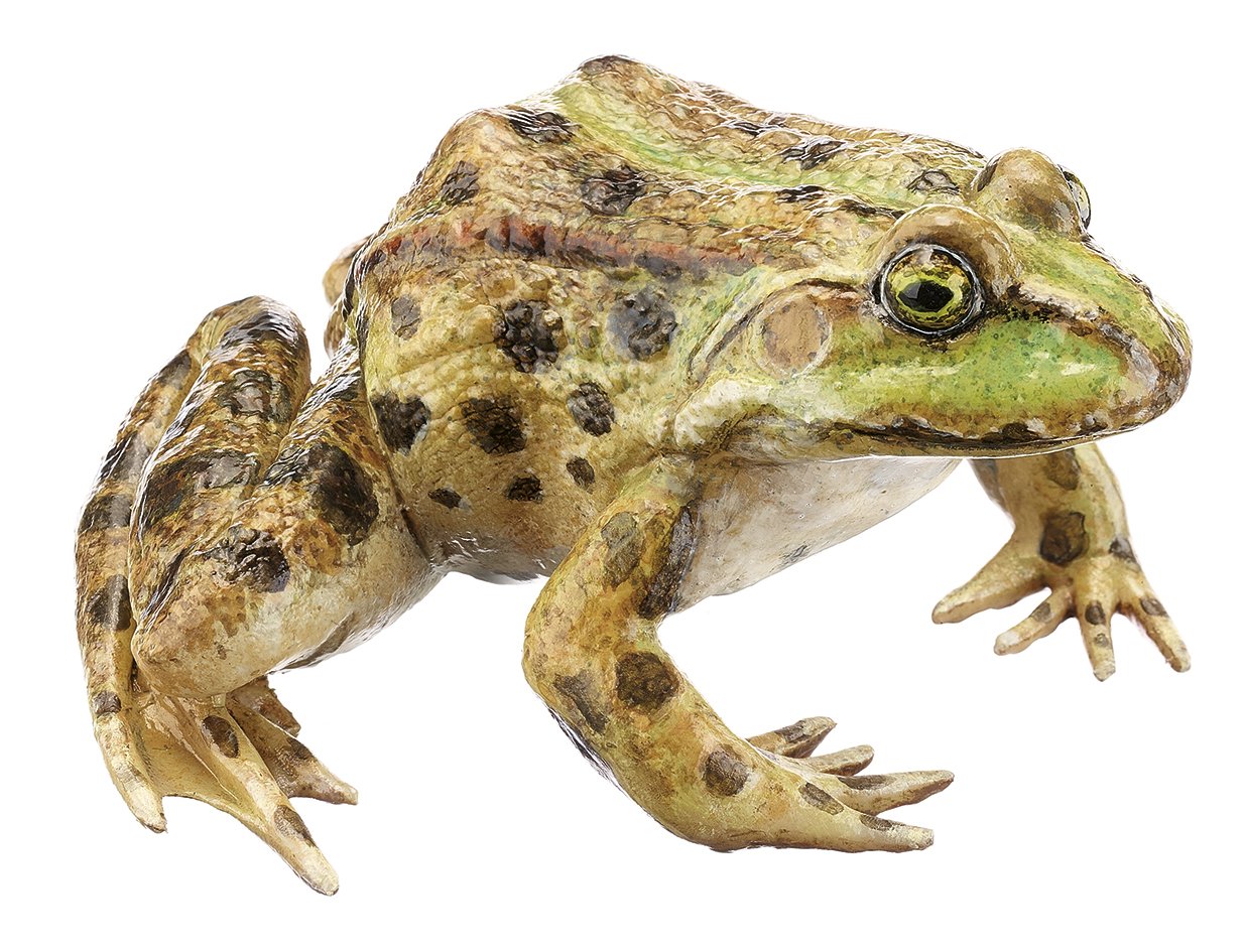SOMSO Marsh Frog