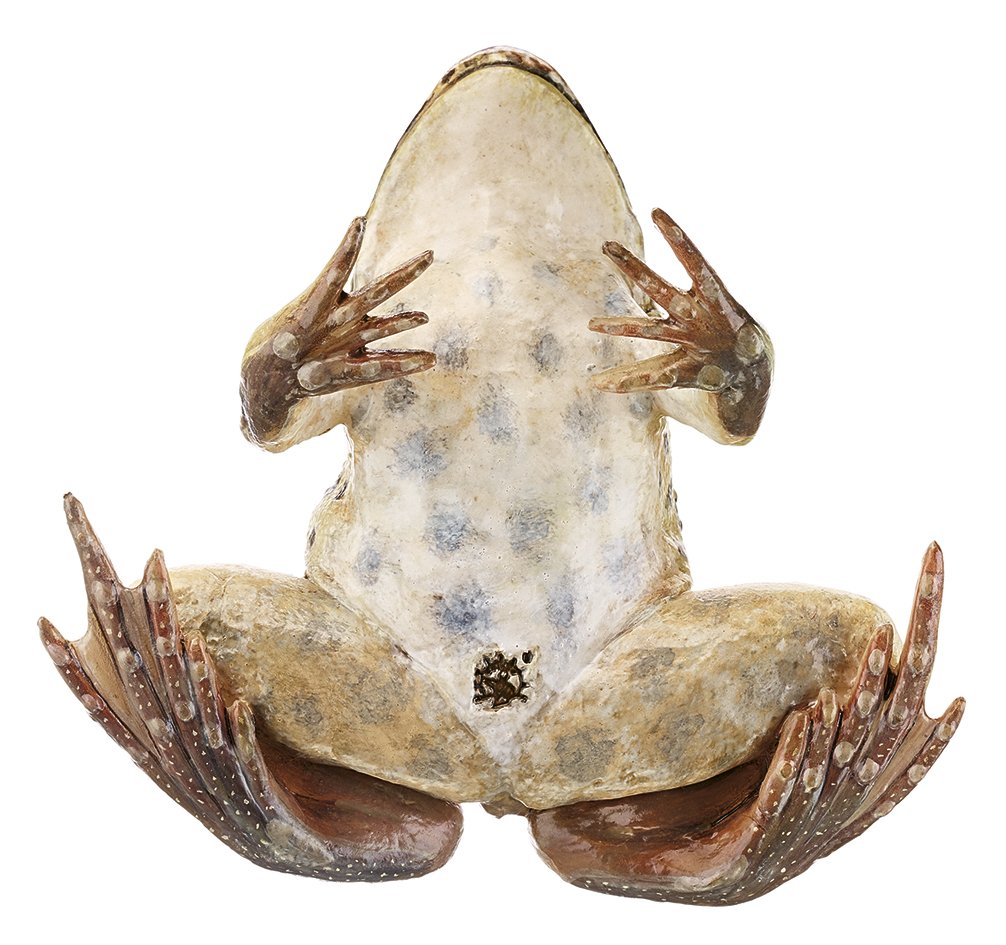 SOMSO Marsh Frog