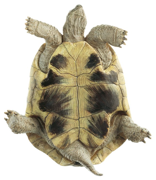 SOMSO HermannÃƒÂ¢Ã¢â€šÂ¬Ã¢â€žÂ¢s Tortoise, Male