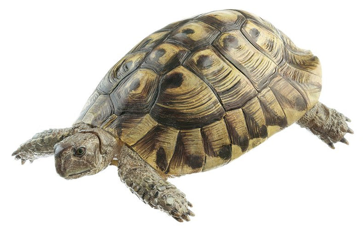 SOMSO HermannÃƒÂ¢Ã¢â€šÂ¬Ã¢â€žÂ¢s Tortoise, Male