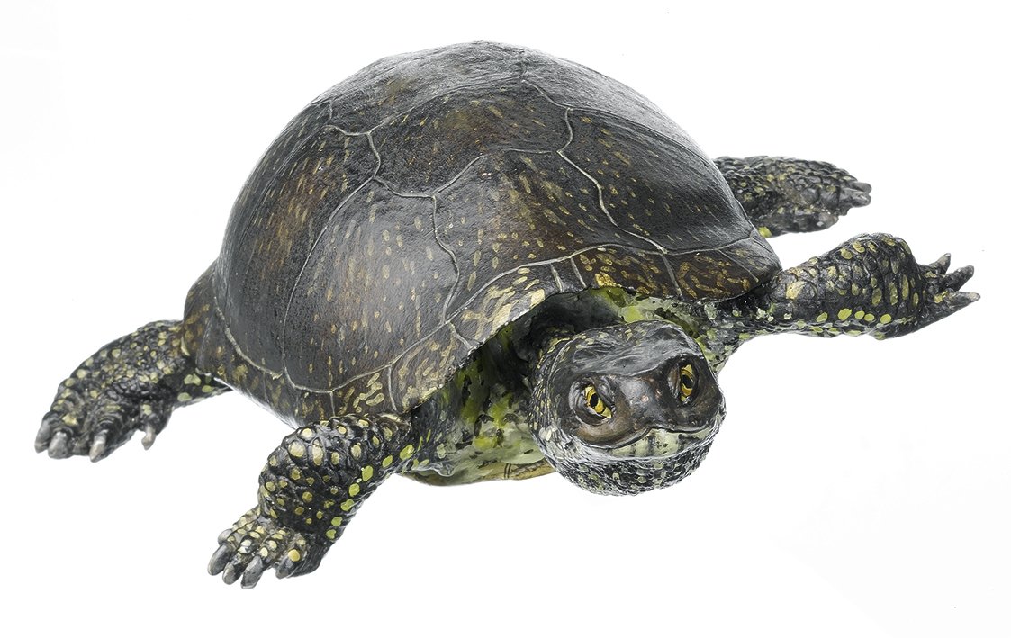 SOMSO European Pond Terrapin, Male