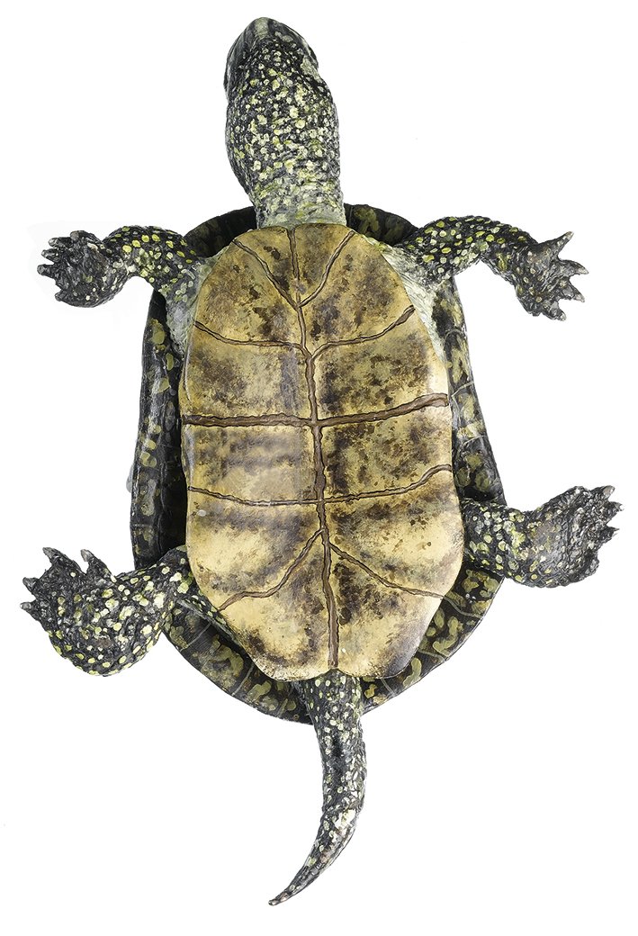 SOMSO European Pond Terrapin, Male