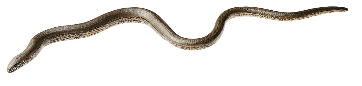 SOMSO Slow Worm, Female