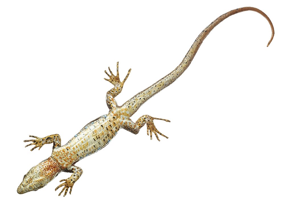 SOMSO Common Wall Lizard, Female