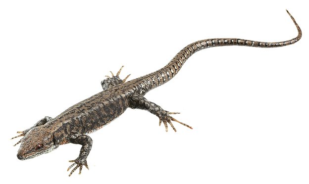 SOMSO Common Wall Lizard, Male