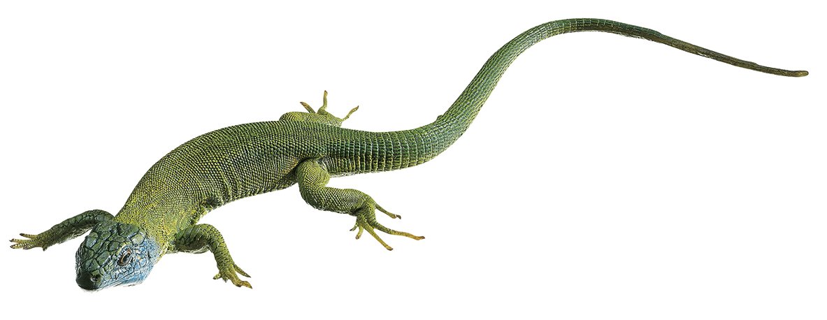 SOMSO Green Lizard, Male
