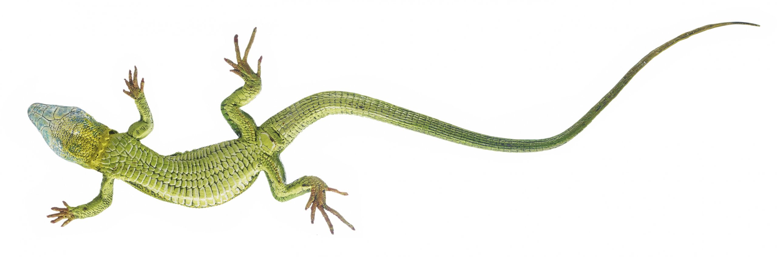 SOMSO Green Lizard, Male