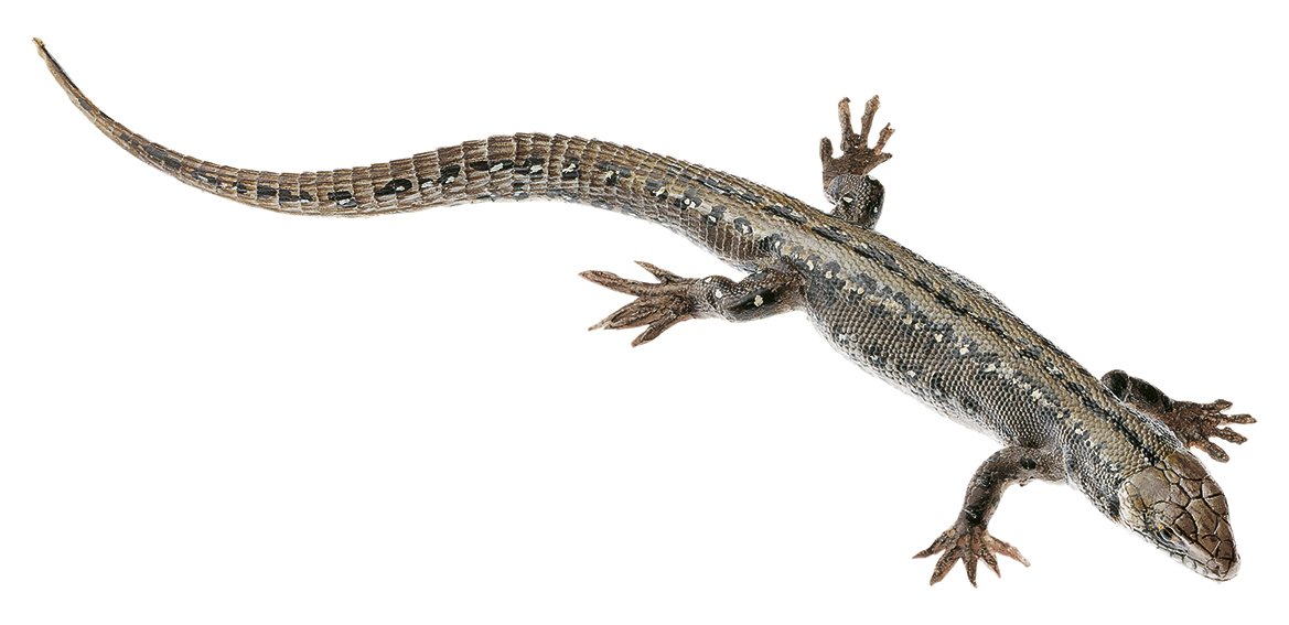 SOMSO Viviparous Lizard, Female