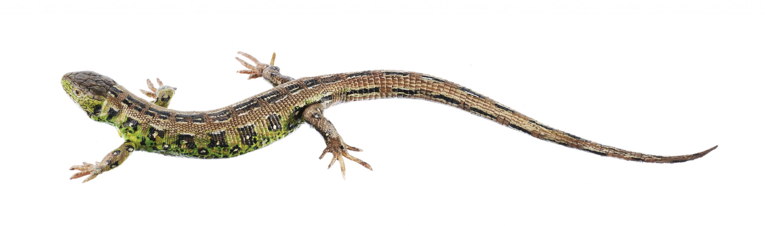 SOMSO Sand Lizard, Male