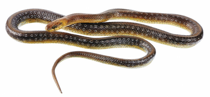 SOMSO Aesculapian Snake, Male