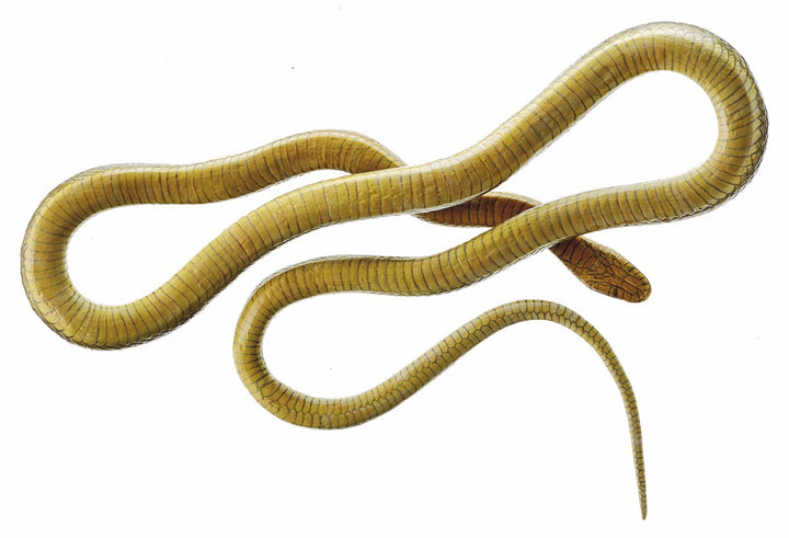 SOMSO Aesculapian Snake, Male