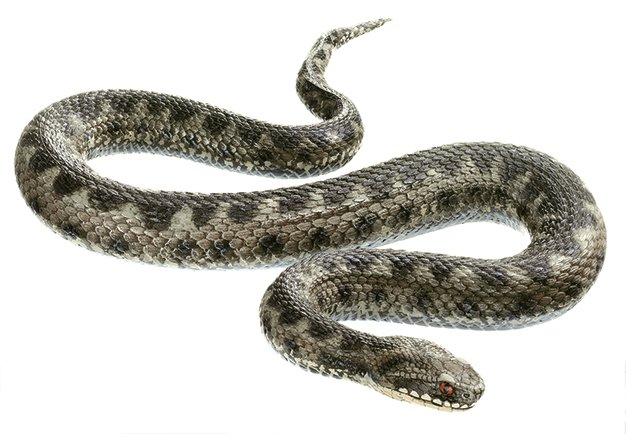 SOMSO Common Viper, adult Male