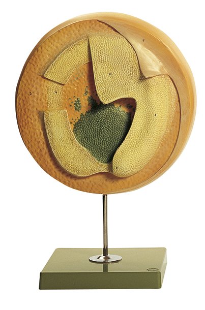 SOMSO Germinal Disc of a Fertilised but Unincubated Egg