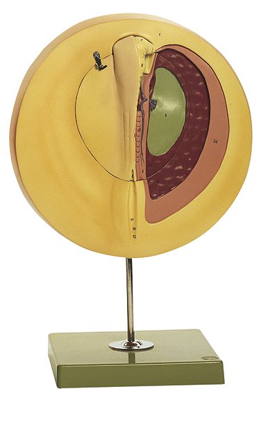 SOMSO Chicken s Embryo After Approx. 33 Hours Incubation