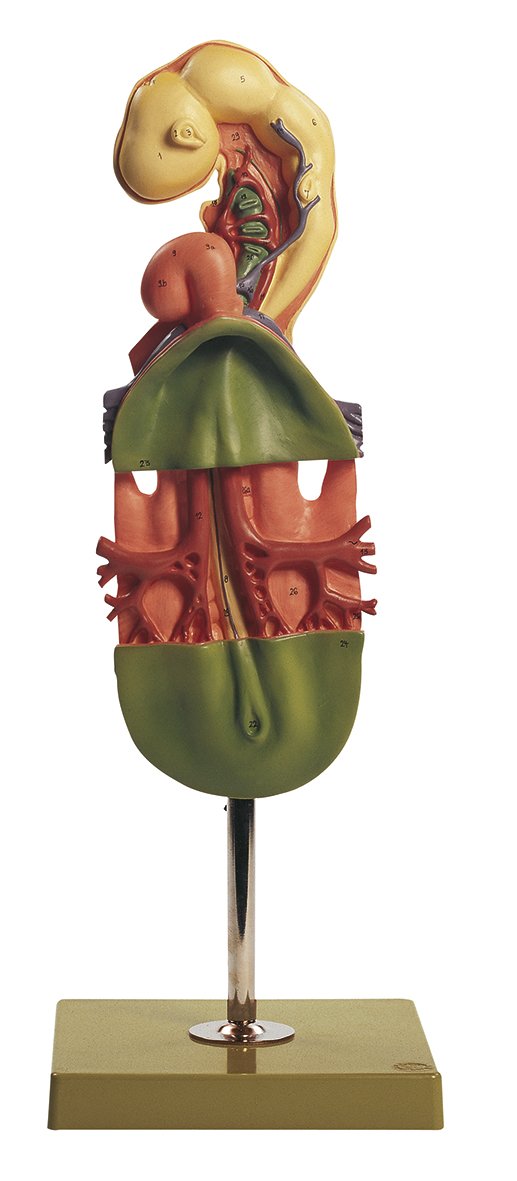 SOMSO Chicken's Embryo After