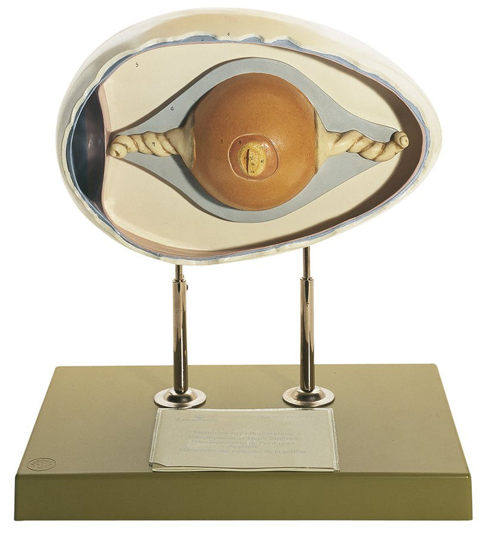 SOMSO Structure of Chicken's Egg